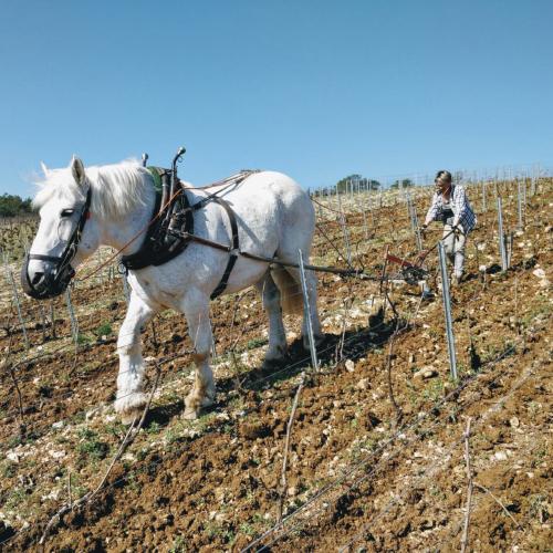 ドメーヌ アレクサンドル ボネブラン ド ノワール エクストラ